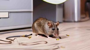 Rat-Fumigation-in-Karachi