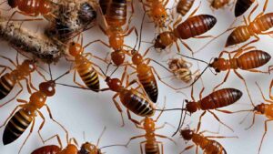 Termites Control