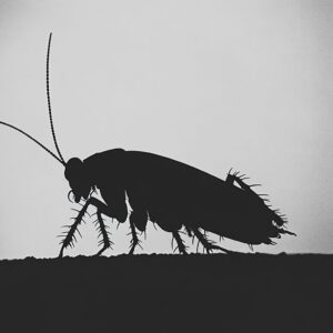 Home 112 Cockroach control service in Karachi by Nest Fumigation Services